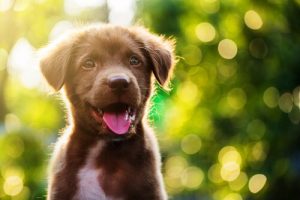 Comment traiter le hoquet chez les chiots