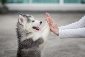 hoquet chez les chiots