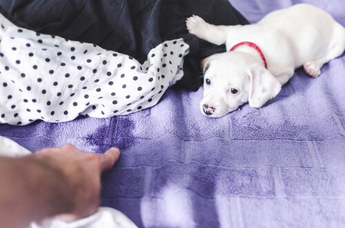 comment éviter à son chien d'uriner dans le lit