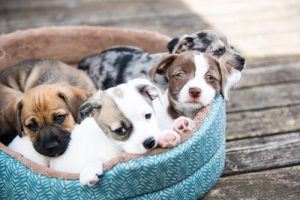 hoquet chez les chiots