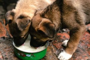 Les dangers des laitages pour votre animal de compagnie