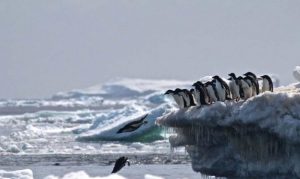 Le cimetière de manchots en Antarctique