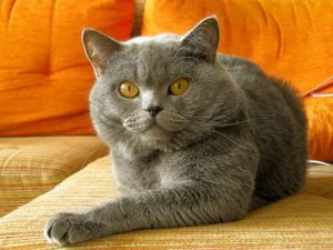 Corriger un mauvais comportement chez son chat