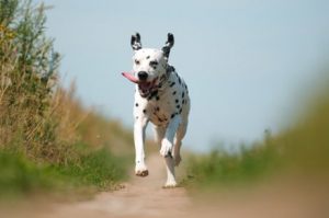 dalmatien qui court