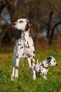 dalmatien adulte avec son petit