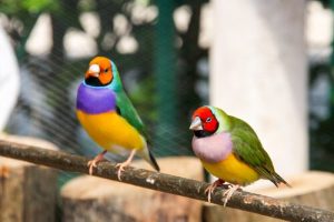 Soins et entretien du Diamant de Gould