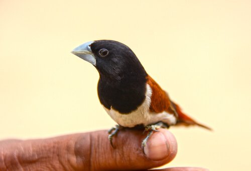 Diamant de Gould