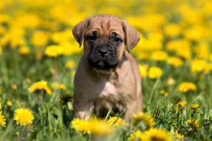 Races de chiens espagnoles