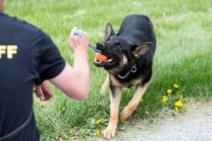 éduquer votre chien