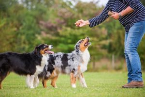 psychologie appliquée dans le dressage des chiens