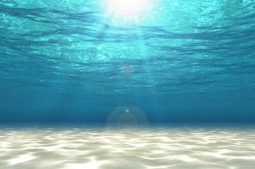 requin lutin en eaux profondes