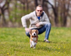 Comment éviter que son animal se perde durant une promenade