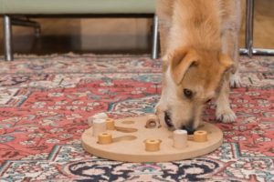 exercice mental : jeux interactifs pour chiens