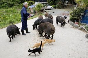 Le gardien des animaux de Fukushima