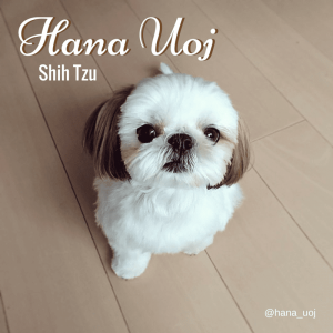 hana uoj : pages Instagram