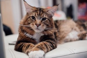 Chats Maine Coon : caractéristiques et soins