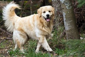 infections urinaires chez le chien