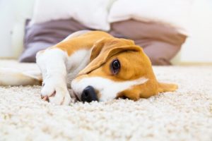 3 astuces pour éviter les infections urinaires chez le chien