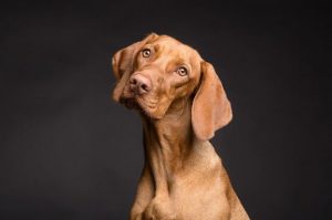 L'influence de l'alimentation pour la santé de la peau des chiens