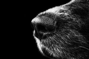 l'alimentation pour la santé de la peau des chiens