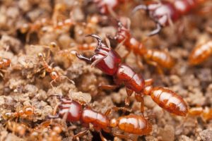 Les insectes tueurs les plus mortels au monde