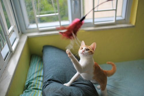 bien s'entendre avec un chat : lui acheter des jouets