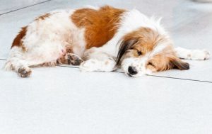 épilepsie chez les chiens