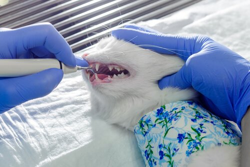 Le nettoyage buccal de votre chat étape par étape
