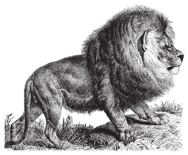 le lion et les félidés