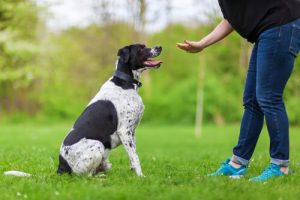 Psychologie appliquée dans le dressage des chiens