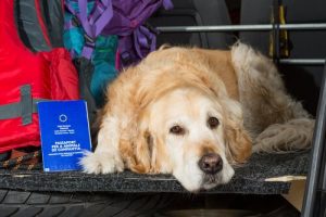 Les normes européennes à connaître pour voyager avec un animal de compagnie