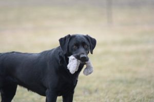 7 objets dangereux pour votre animal