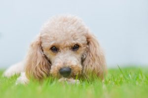 Les petits chiens domineront le monde dans le futur