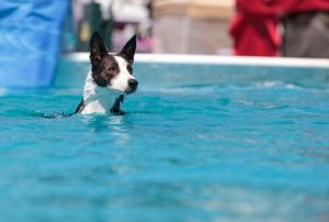 Deux Parcs Aquatiques Pour Chiens Mes Animaux