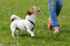 5 astuces pour que votre chien réponde à vos appels à coup sûr