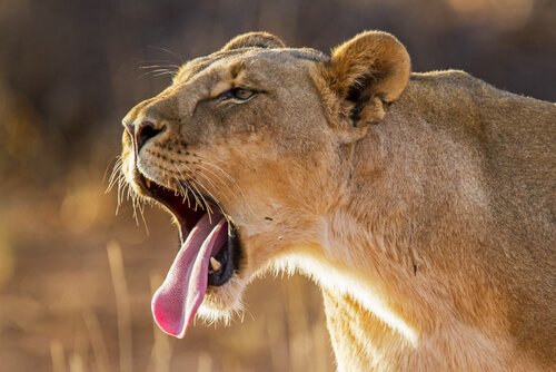 Nala la lionne sauvée et la protection des animaux