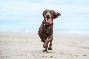 Quelle quantité d'exercice quotidien doit pratiquer votre chien ?
