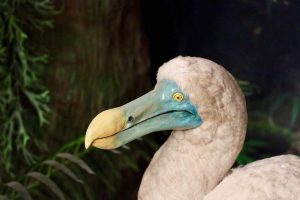 dodo