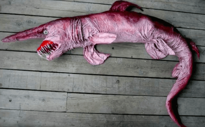 spécimen du requin lutin