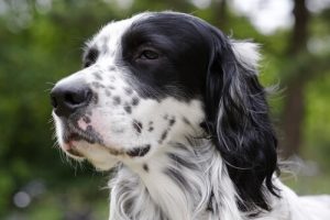 les meilleurs chiens de chasse : le setter
