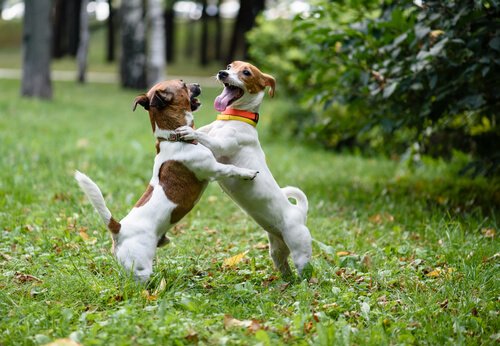 salut chez les chiens