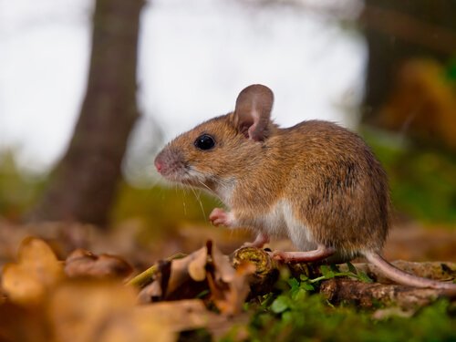 Que sont les phéromones et à quoi servent-elles dans le monde animal ?