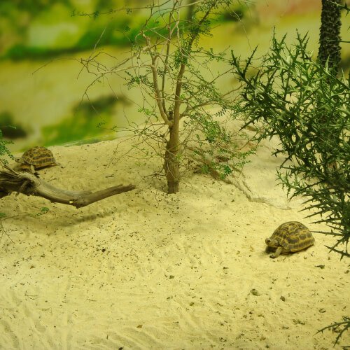 construisez un terrarium pour votre tortue