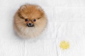 4 étapes pour empêcher le chien d'uriner au lit