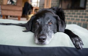 Comment repérer le vieillissement cérébral du chien ?