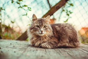Les 10 bonnes raisons d'adopter un chat adulte