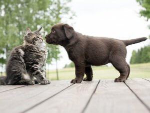 Adopter un chat avec un chien à la maison