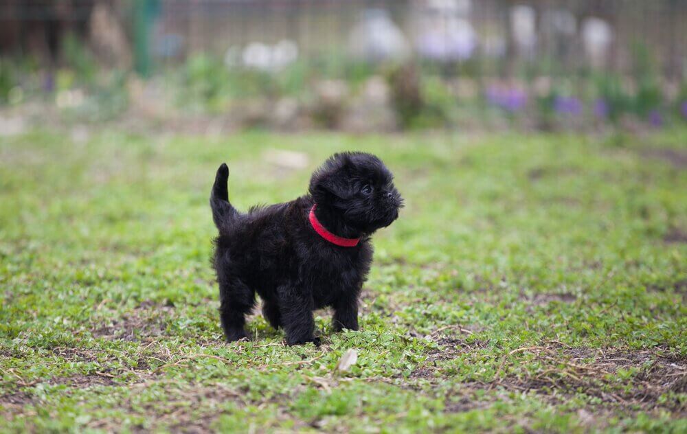 Affenpinscher