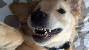 Les appareils dentaires pour chien ? Oui, c'est possible !
