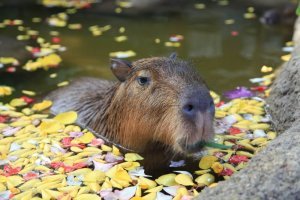 capybaras